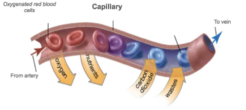 Blood Supply